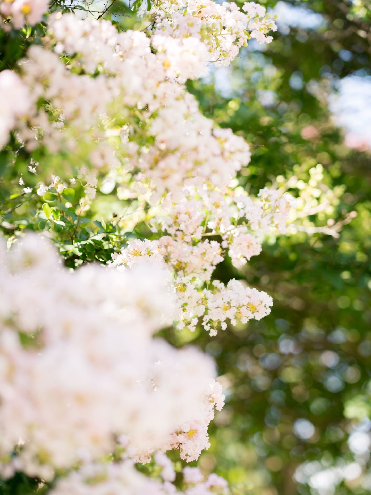 Close-up of soft pink crepe myrtle blossoms with sunlight filtering through green leaves.